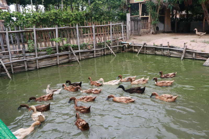 Ducks in the pond at the YMCA's organic farm in Nay Pyi Taw, Myanmar. 