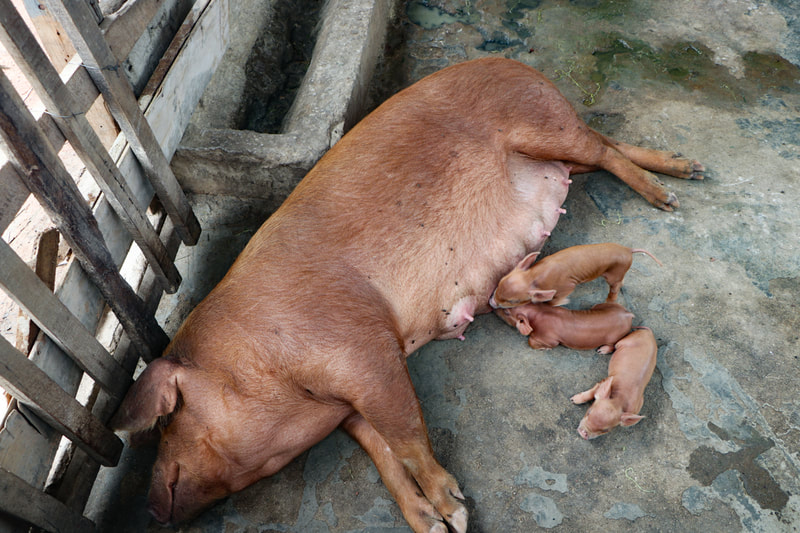 A sow with her piglets at the YMCA's organic farm in Nay Pyi Taw, Myanmar. 