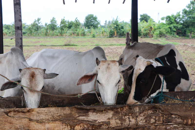 Cattle feed at the YMCA's organic farm in Nay Pyi Taw, Myanmar. 