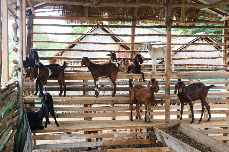 Goats in their pen at the YMCA's organic farm in Nay Pyi Taw, Myanmar. 