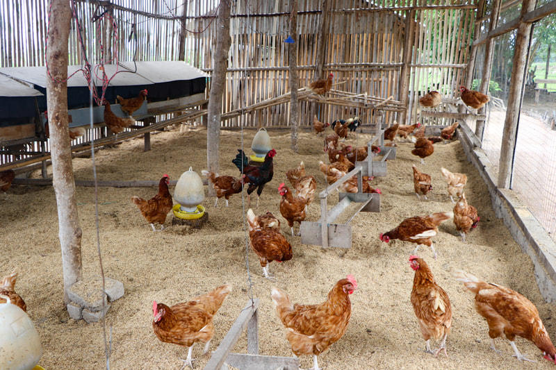 Chickens in their enclosure at the YMCA's organic farm in Nay Pyi Taw, Myanmar.