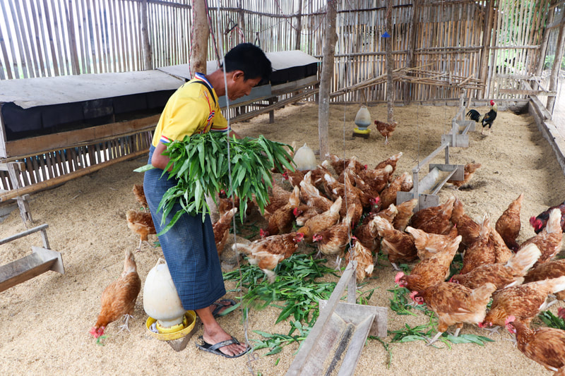 Chickens being fed in their enclosure at the YMCA's organic farm in Nay Pyi Taw, Myanmar.