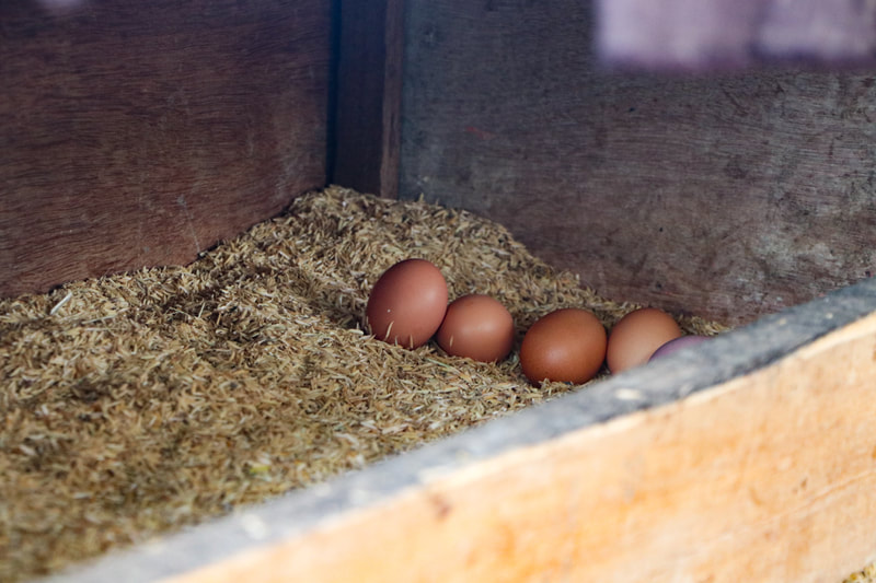 Some eggs laid by the chickens at the YMCA's organic farm in Nay Pyi Taw, Myanmar.